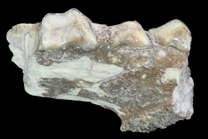 Oreodont Jaw Section With Teeth - South Dakota #82176